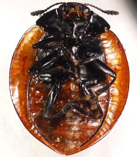 Réf. 289 441 : Aegithus clavicornis